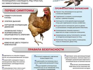 Птичий грипп