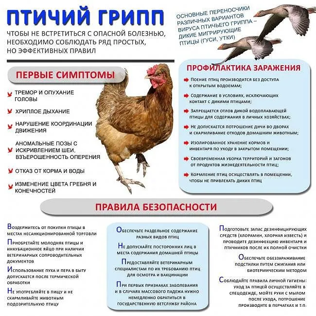 Птичий грипп