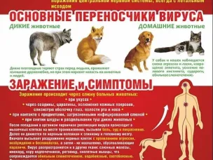Памятка для населения по профилактике бешенства