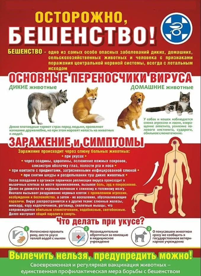 Памятка для населения по профилактике бешенства